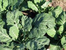 Champion Collard Seeds
