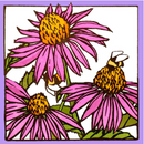 Sweet Echinacea Gift Enclosure