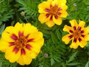 Flower: Naughty Marietta French Marigold Seeds