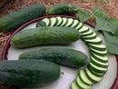 Poinsett 76 Cucumber Seeds