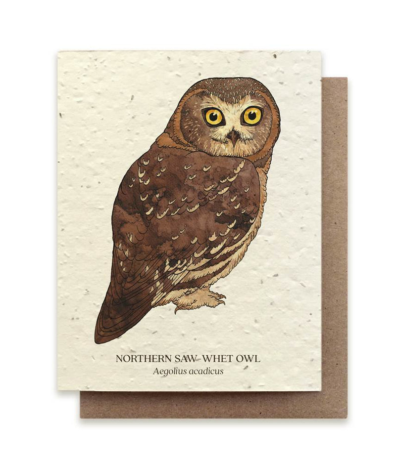 The Bower Studio Saw-whet Owl Seeded Greeting Card