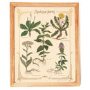 The Bower Studio Medicinal Herbs Print