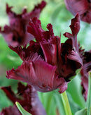 Tulip Black Parrot Single Bulb