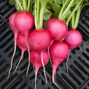 Pink Beauty Radish Seeds