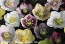 Helleborus Pine Knot Strain