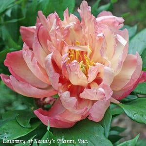 Paeonia Coral Sunset-4 qt