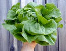 Anuenue Batavian / Crisphead Lettuce Seeds