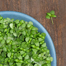 Basil Microgreens - 3 oz