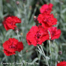 Dianthus Frosty Fire