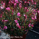 Gaura Belleza Dark Pink