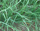 Garlic Chives - 4.5 in