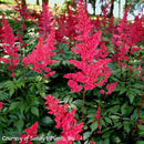 Astilbe Fanal-4 qt