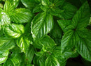 Basil: Bolloso Napoletano Seeds