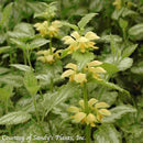 Lamiastrum galeobdolon Florentinum