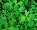 Dark Green Italian Parsley Seeds