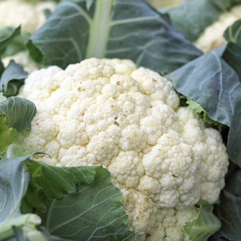 Snowball Self-Blanching Cauliflower Seeds