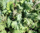 Red Russian Kale Seeds