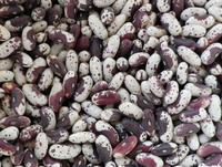 Jacob's Cattle Bean Seeds