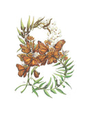 Preston Montague Butterfly Weed Greeting Card