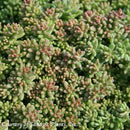 Sedum album Coral Carpet-Stepable-3.5 in