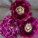Black Beauty Poppy Flower Seeds