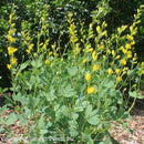 Baptisia sphaerocarpa