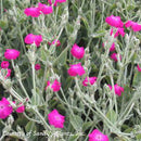 Lychnis coronaria