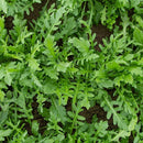 Bellezia Arugula Seeds