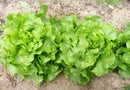 Capitan Lettuce Seeds