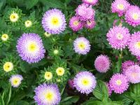 Powder Puff  Mixed Colors Aster Seeds