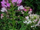 Queen Mix Cleome Seeds