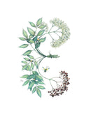 Preston Montague Elderberry Greeting Card