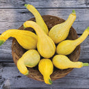 Yellow Crookneck Squash Seeds