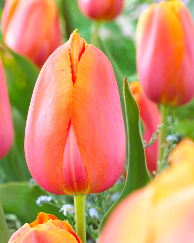 Tulip Dordogne Single Bulb