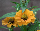 Peruvian Yellow Zinnia Flower Seeds