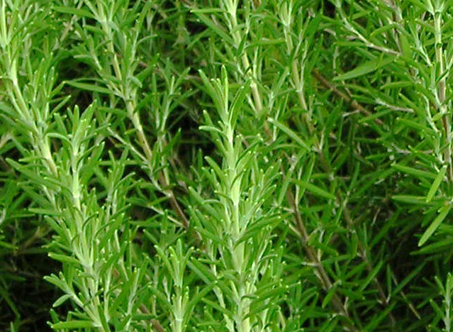 Rosemary Herb Seeds