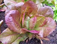 Rouge D'Hiver Lettuce Seeds