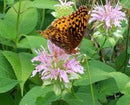 Wild Bergamot Seeds