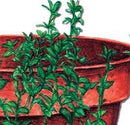 Summer Thyme Seeds
