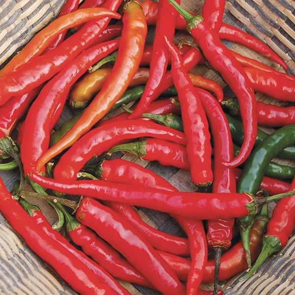 Pepper: Ring O Fire Cayenne Seeds