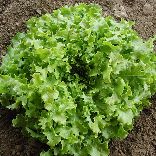 Salad Bowl Lettuce Seeds