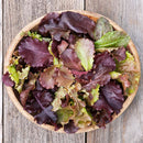 Red Planet Lettuce Seeds
