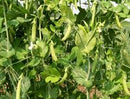 Sugar Snap Pea Seeds