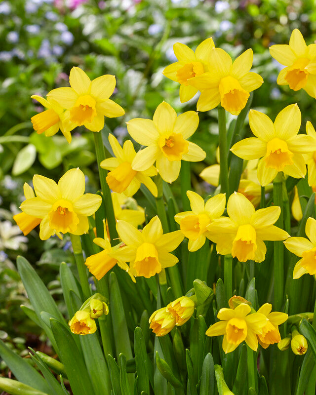 Narcissus Daffodil Tete a Tete Single Bulb