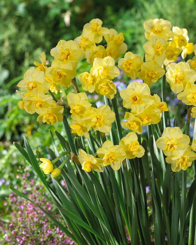 Narcissus Daffodil Yellow Cheerfulness Single Bulb