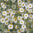 Boltonia asteroides Snowbank