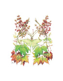 Preston Montague Maple Greeting Card