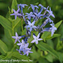 Bluestars Amsonia Blue Ice
