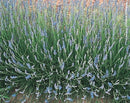 Lavender 'Grosso' - 4.5 in