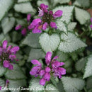 Lamium Purple Dragon